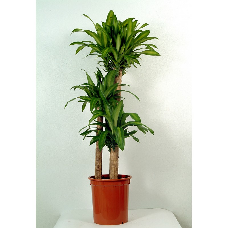 Send Massangeana Indoor plant Flower Gifts to Dubai with 