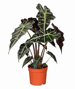 Alocasia amazonica Indoor Plant at Holland Flowers Dubai, Send Flowers to Dubai UAE Plants