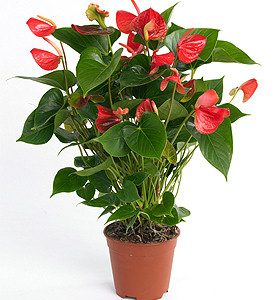 Anthurium (2pcs) at Holland Flowers Dubai, Send Flowers to Dubai UAE Plants