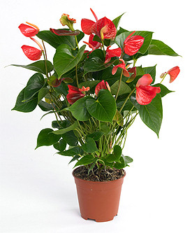 Anthurium (2pcs) at Holland Flowers Dubai, Send Flowers to Dubai UAE Plants