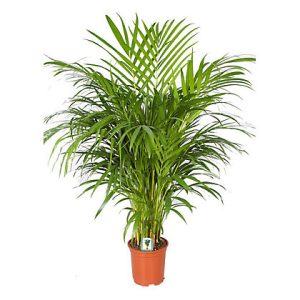 Areca Palm Indoor Plant at Holland Flowers Dubai, Send Flowers to Dubai UAE Plants