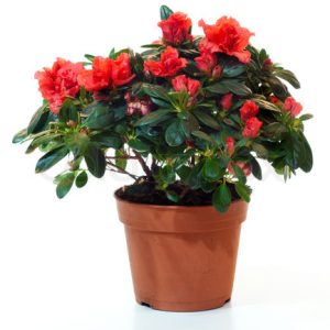 Azalea Plant (3Pcs) at Holland Flowers Dubai, Send Flowers to Dubai UAE Plants