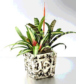 Bromeliad Plant at Holland Flowers Dubai, Send Flowers to Dubai UAE Plants