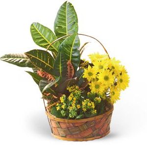 Croton Basket Garden at Holland Flowers Dubai, Send Flowers to Dubai UAE Plants