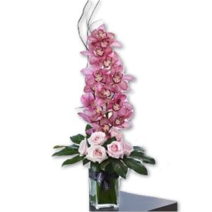 Cymbidium Rosie Stunner DA at Holland Flowers Dubai, Send Flowers to Dubai UAE Designer