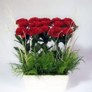 Dozen Red Carnations at Holland Flowers Dubai, Send Flowers to Dubai UAE Flowers