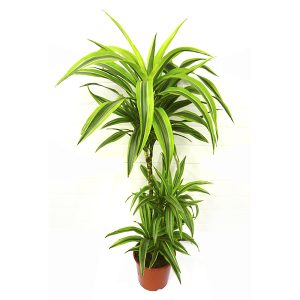 Lemon Lime Indoor Plant at Holland Flowers Dubai, Send Flowers to Dubai UAE Plants