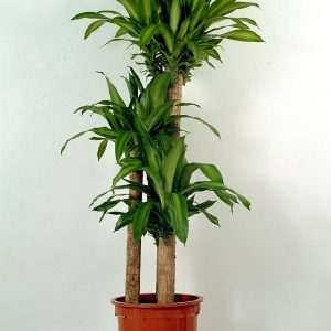 Massangeana Indoor plant at Holland Flowers Dubai, Send Flowers to Dubai UAE Plants