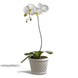 Phalaenopsis Orchid at Holland Flowers Dubai, Send Flowers to Dubai UAE Plants