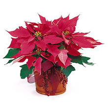 Pink Poinsettia Plant at Holland Flowers Dubai, Send Flowers to Dubai UAE Plants