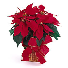 Red Poinsettia Plant at Holland Flowers Dubai, Send Flowers to Dubai UAE Plants