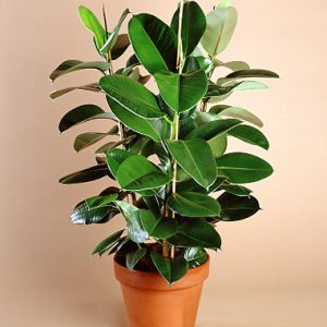 Rubber tree Indoor Plants at Holland Flowers Dubai, Send Flowers to Dubai UAE Plants