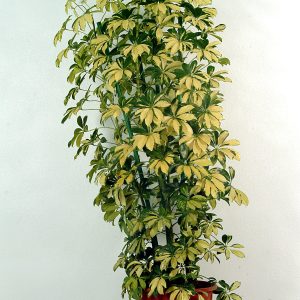 Schefflera Gold Indoor Plant at Holland Flowers Dubai, Send Flowers to Dubai UAE Plants