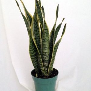 Snake Plant Indoor Plant at Holland Flowers Dubai, Send Flowers to Dubai UAE Plants