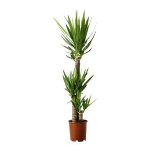 yucca elephantipes indoor plants at Holland Flowers Dubai, Send Flowers to Dubai UAE Plants